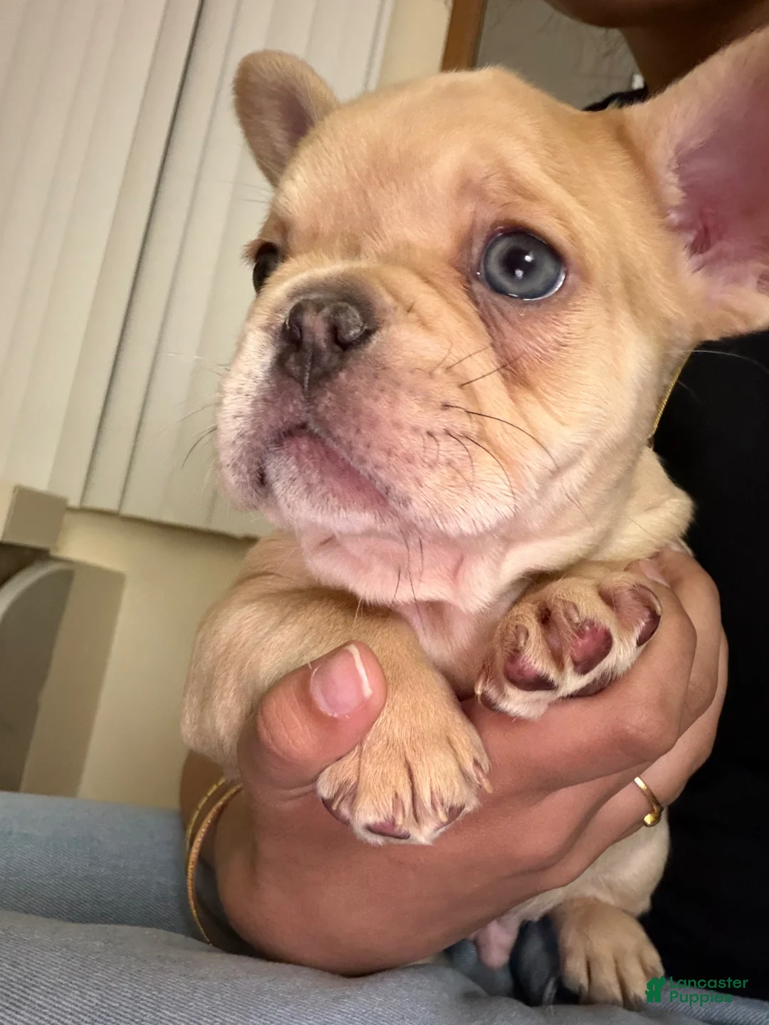French Bulldog dogs for sale: French Bulldog Puppy 1 - Ad 2