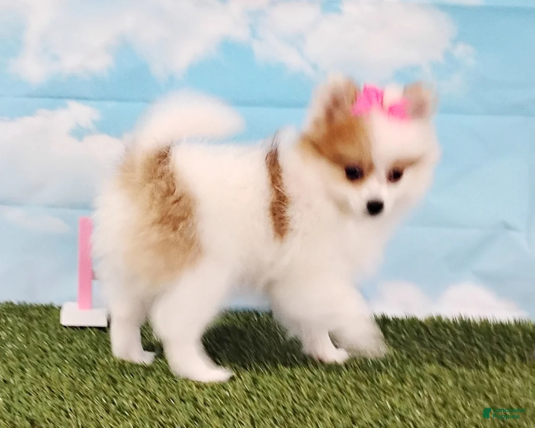 Pomeranian dogs for sale: Sunny - Ad 5