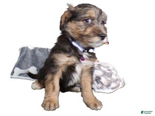 Mini Aussiedoodle dogs Mini Aussie-doodle Puppy 2 Margie - Ad 31