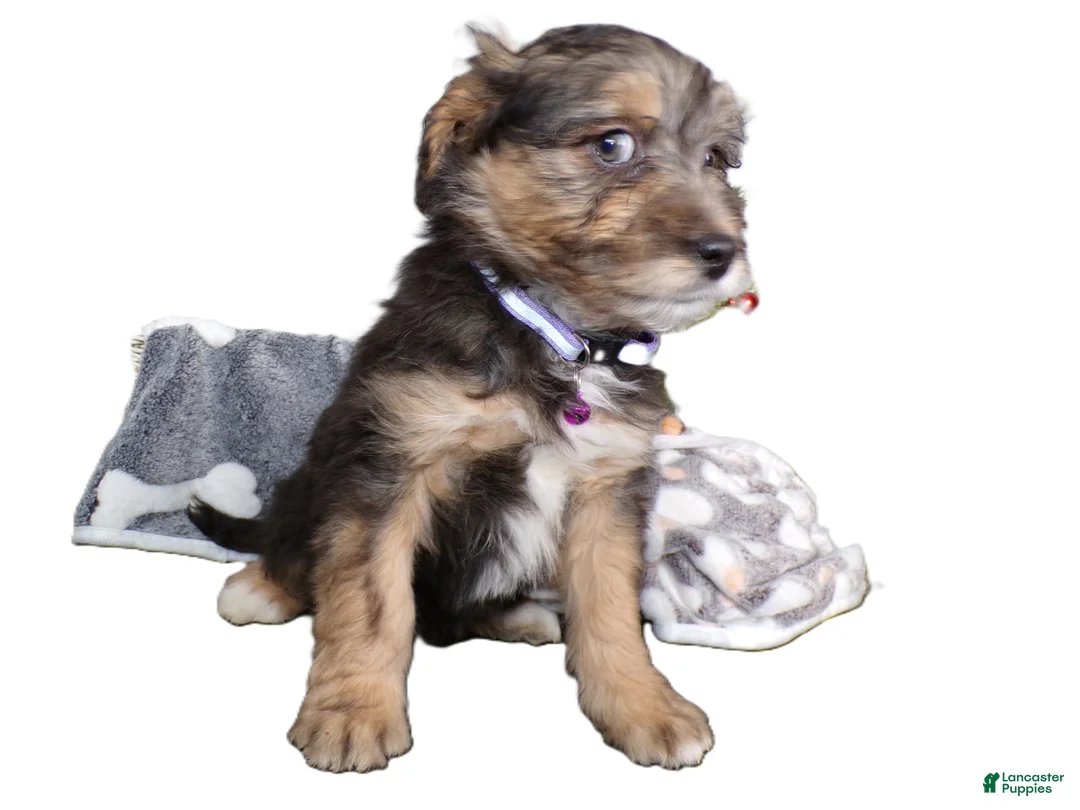 Mini Aussiedoodle dogs for sale: Mini Aussie-doodle Puppy 2 Margie - Ad 1