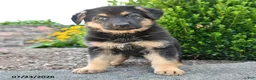 German Shepherd dogs for sale: Dalia - Ad 4