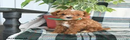 Cavapoo dogs for sale: Atlas - Ad 4