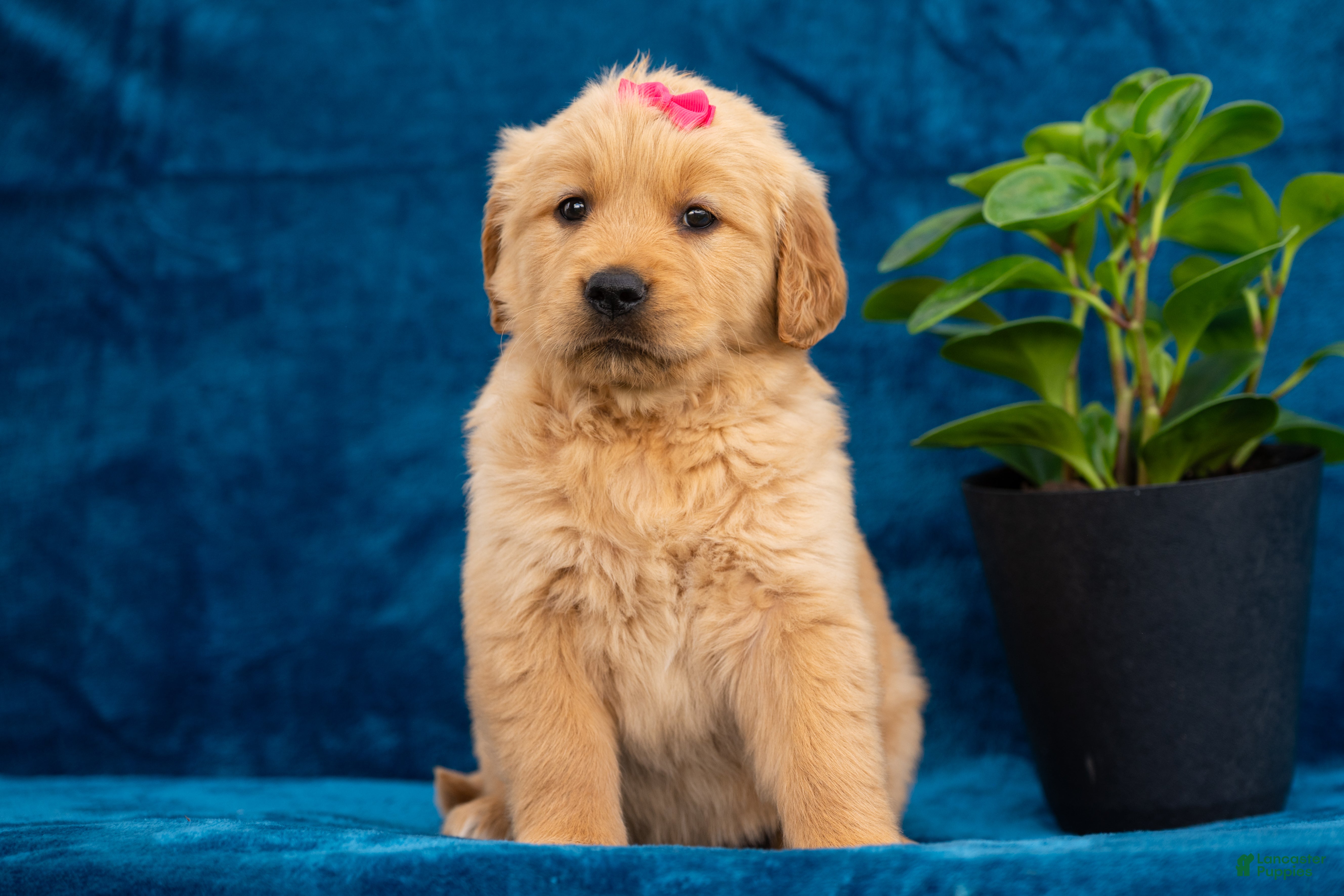 Golden Retriever dogs Tania - Ad 1