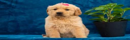 Golden Retriever dogs for sale: Tania - Ad 1