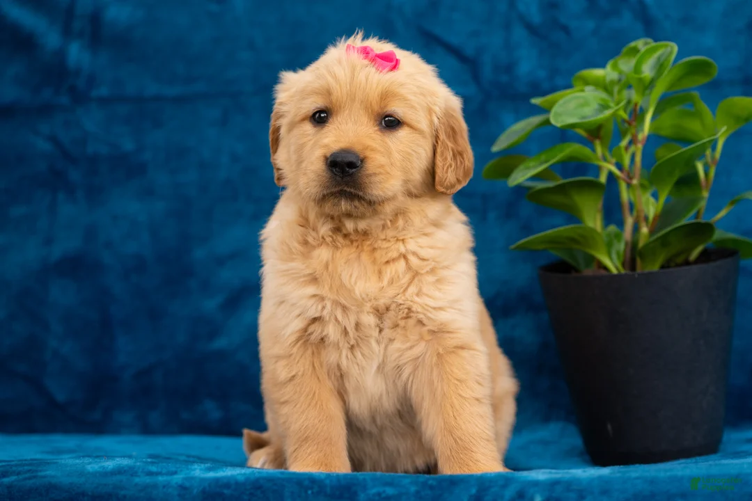 Golden Retriever dogs for sale: Tania - Ad 1