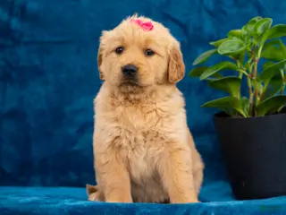 Golden Retriever dogs for sale: Tania - Ad 4