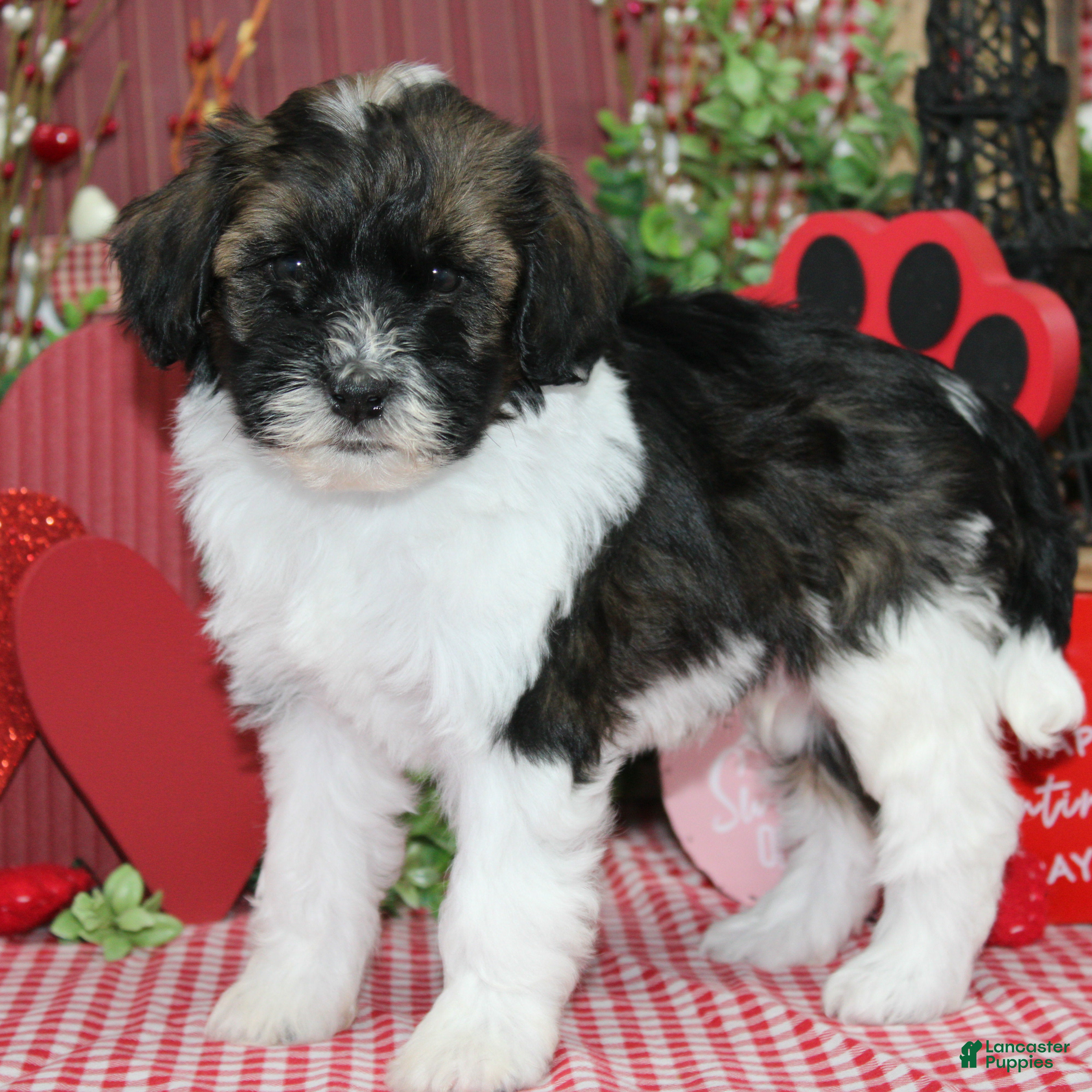 Mixed Breed dogs Hershey - Ad 36