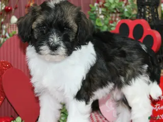 Mixed Breed dogs Hershey - Ad 36