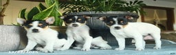 Toy Fox Terrier dogs for sale: Crystal  - Ad 3