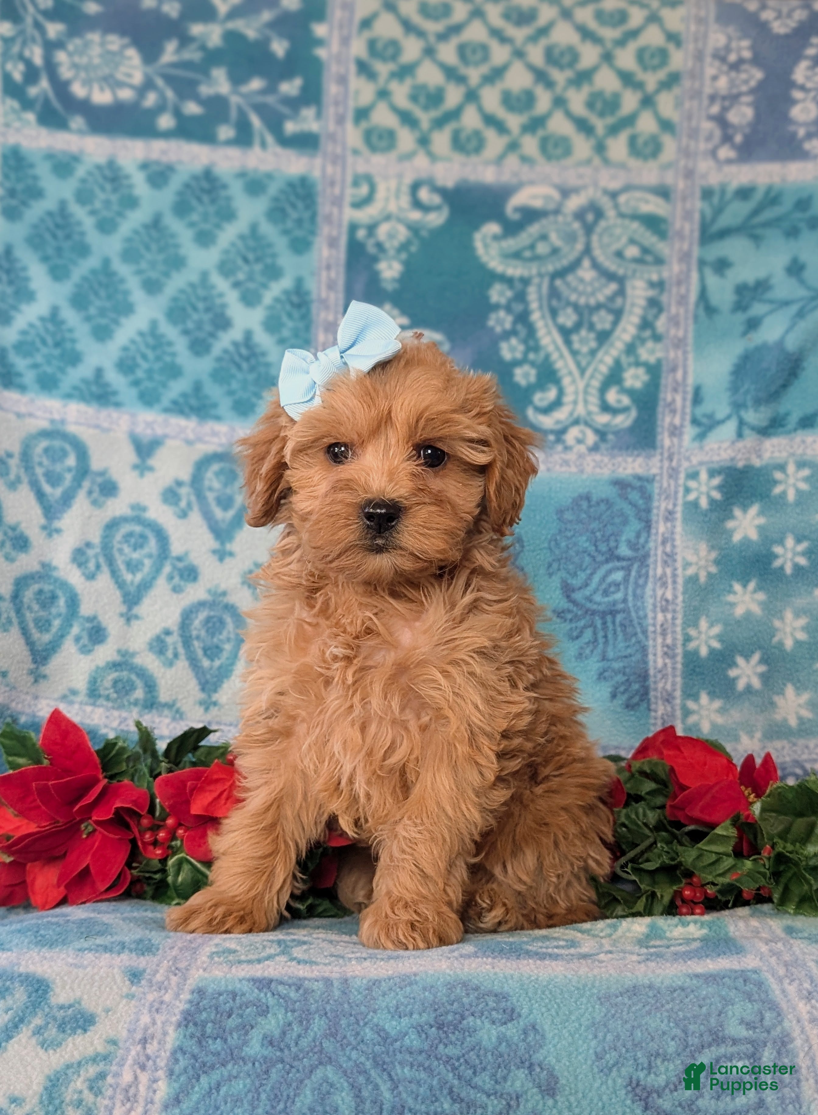 Cockapoo dogs Aurora Hypoallergenic - Ad 41