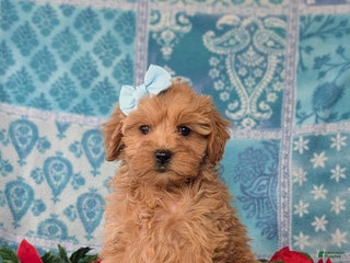 Cockapoo dogs Aurora Hypoallergenic - Ad 40