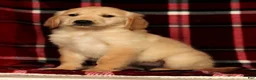 Golden Retriever dogs for sale: Mia - Ad 8