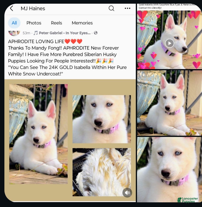 Siberian Husky dogs ✨24 Karat Gold✨ Isabella Siberian Husky With Hetrochromia Eyes  - Ad 3