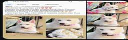 Siberian Husky dogs for sale: ✨24 Karat Gold✨ Isabella Siberian Husky With Hetrochromia Eyes  - Ad 1