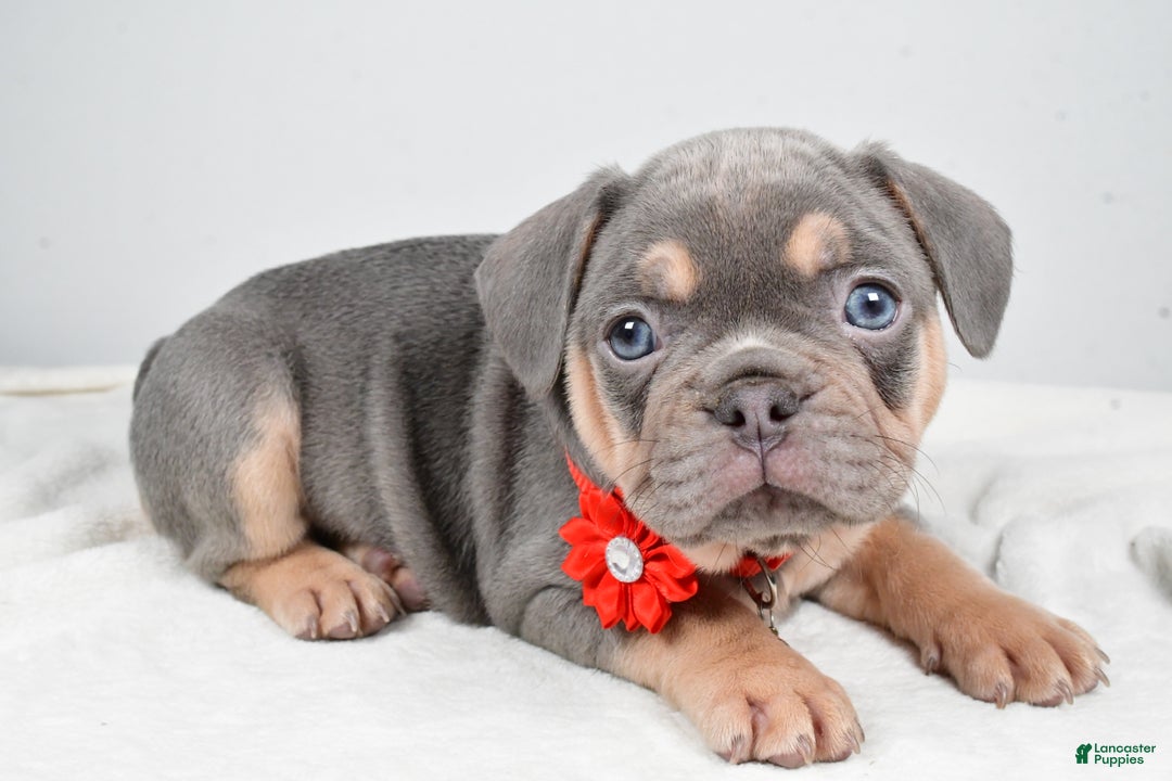 French Bulldog dogs for sale: Wren - Ad 5