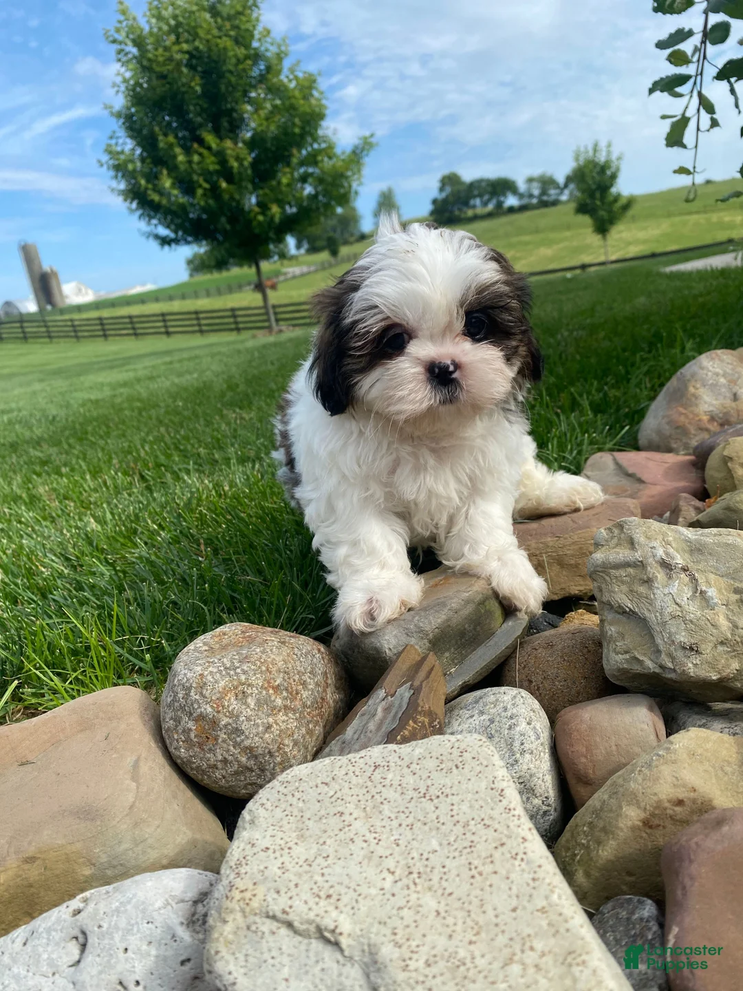 Shih Tzu dogs for sale: Tommy - Ad 16