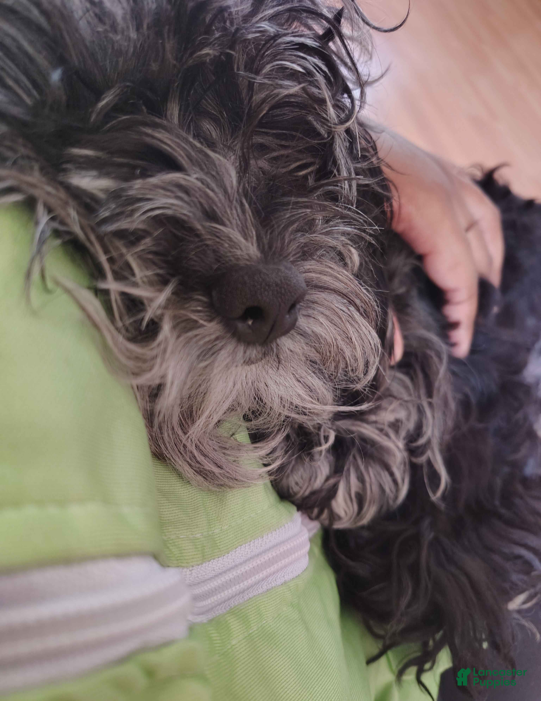 Miniature Poodle dogs Blue key - Ad 7