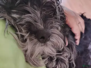 Miniature Poodle dogs Blue key - Ad 7