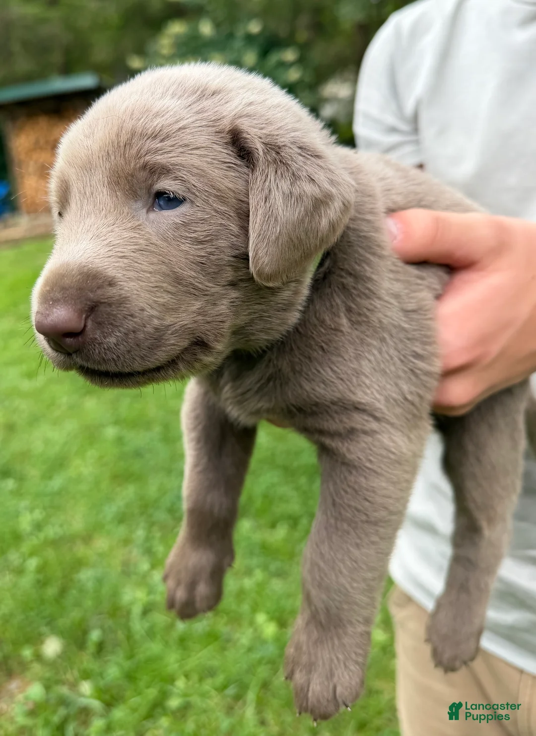 Labrador Retriever dogs for sale: Buddy - Ad 2