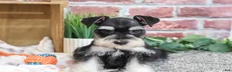 Miniature Schnauzer dogs for sale: Jacob - Ad 6