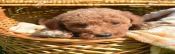 Mini Goldendoodle dogs for sale: Dora Mini Goldendoodle 7 - Ad 3