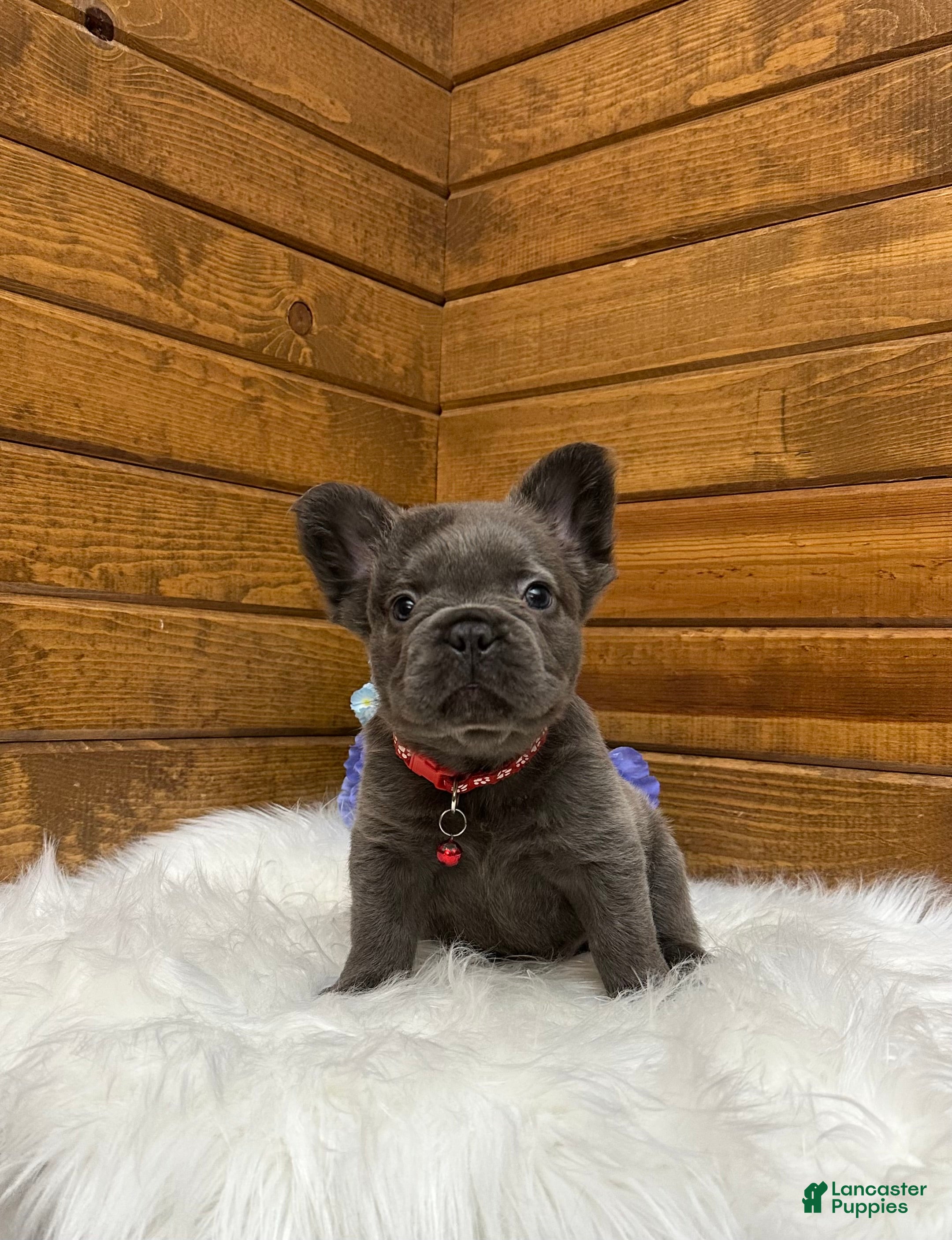French Bulldog dogs Loki - Ad 1