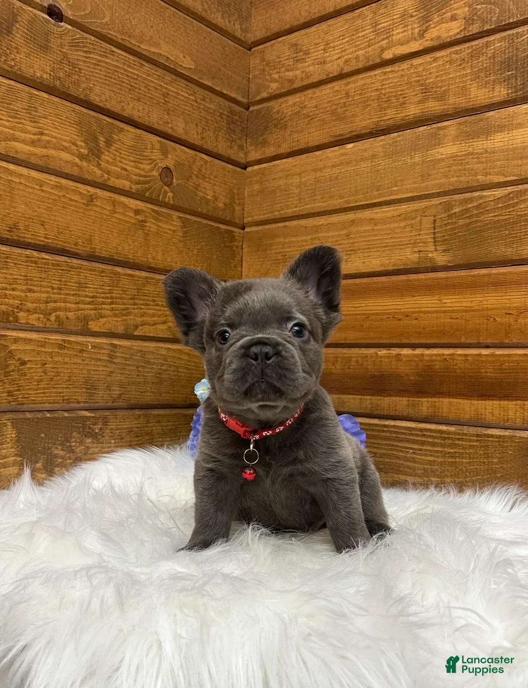 French Bulldog dogs for sale: Loki - Ad 1