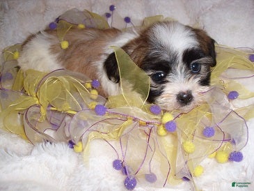 Shih Tzu dogs Shih Tzu 2 - Ad 2