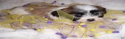 Shih Tzu dogs for sale: Shih Tzu 2 - Ad 2