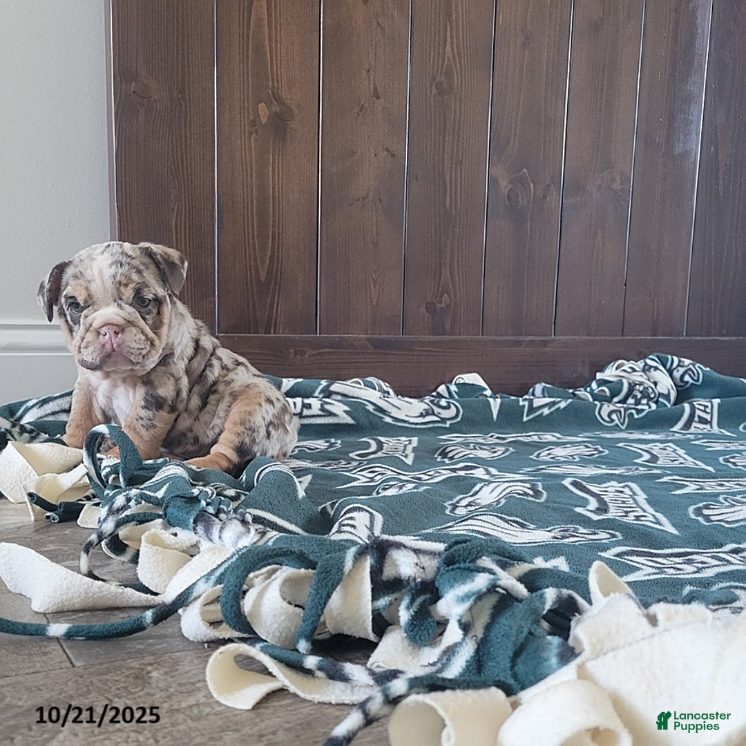 English Bulldog dogs for sale: Kira - Ad 2