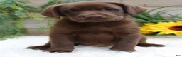 Labrador Retriever dogs for sale: Anika - Ad 8