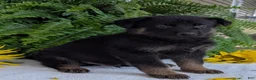 German Shepherd dogs for sale: Ben  - Ad 4