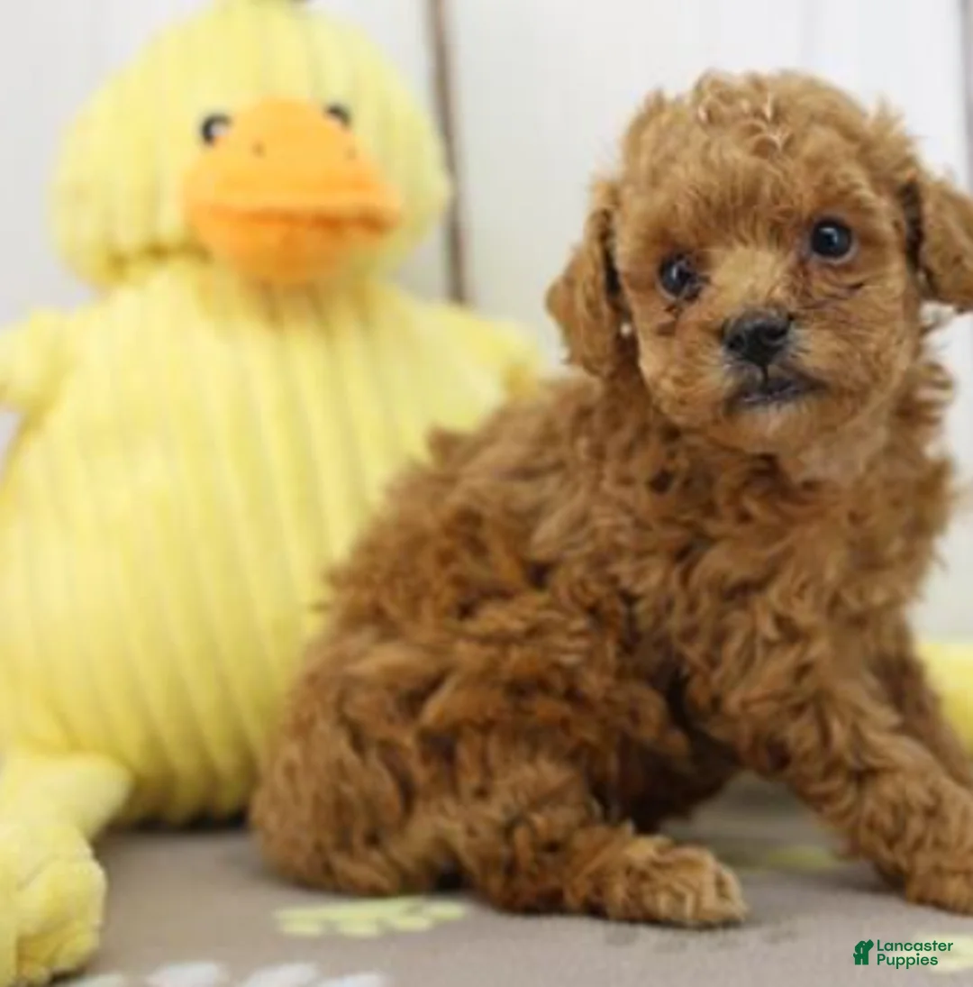 Toy Poodle dogs for sale: Toy Poodle Puppy 1 - Ad 1