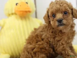 Toy Poodle dogs Toy Poodle Puppy 1 - Ad 19
