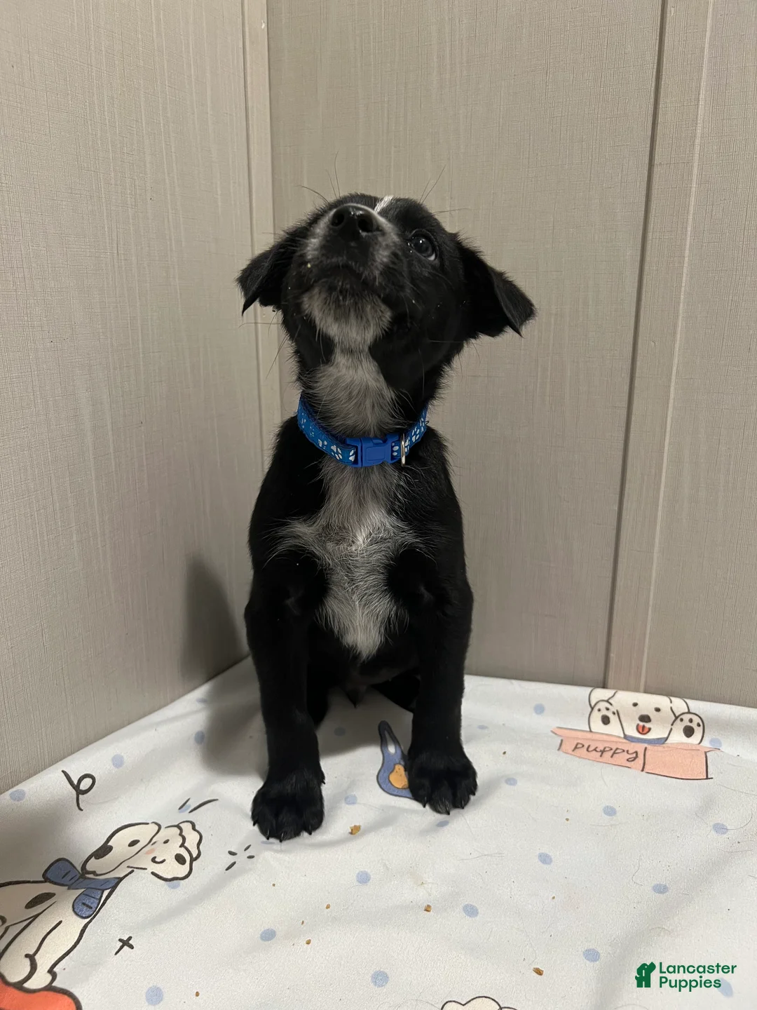 Mixed Breed dogs for sale: Dasher - Ad 3