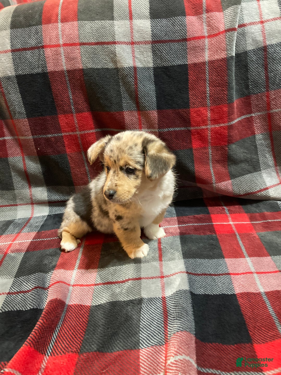 Mixed Breed dogs for sale: Tommy - Ad 2