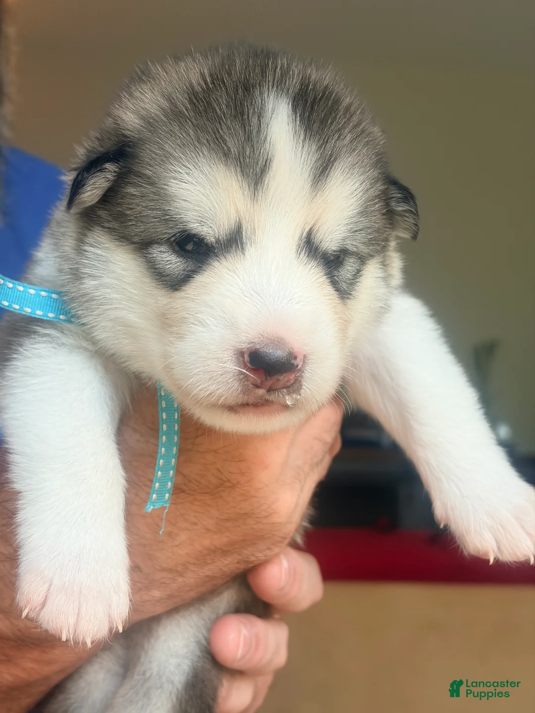 Mixed Breed dogs for sale: Mr Blue - Ad 1