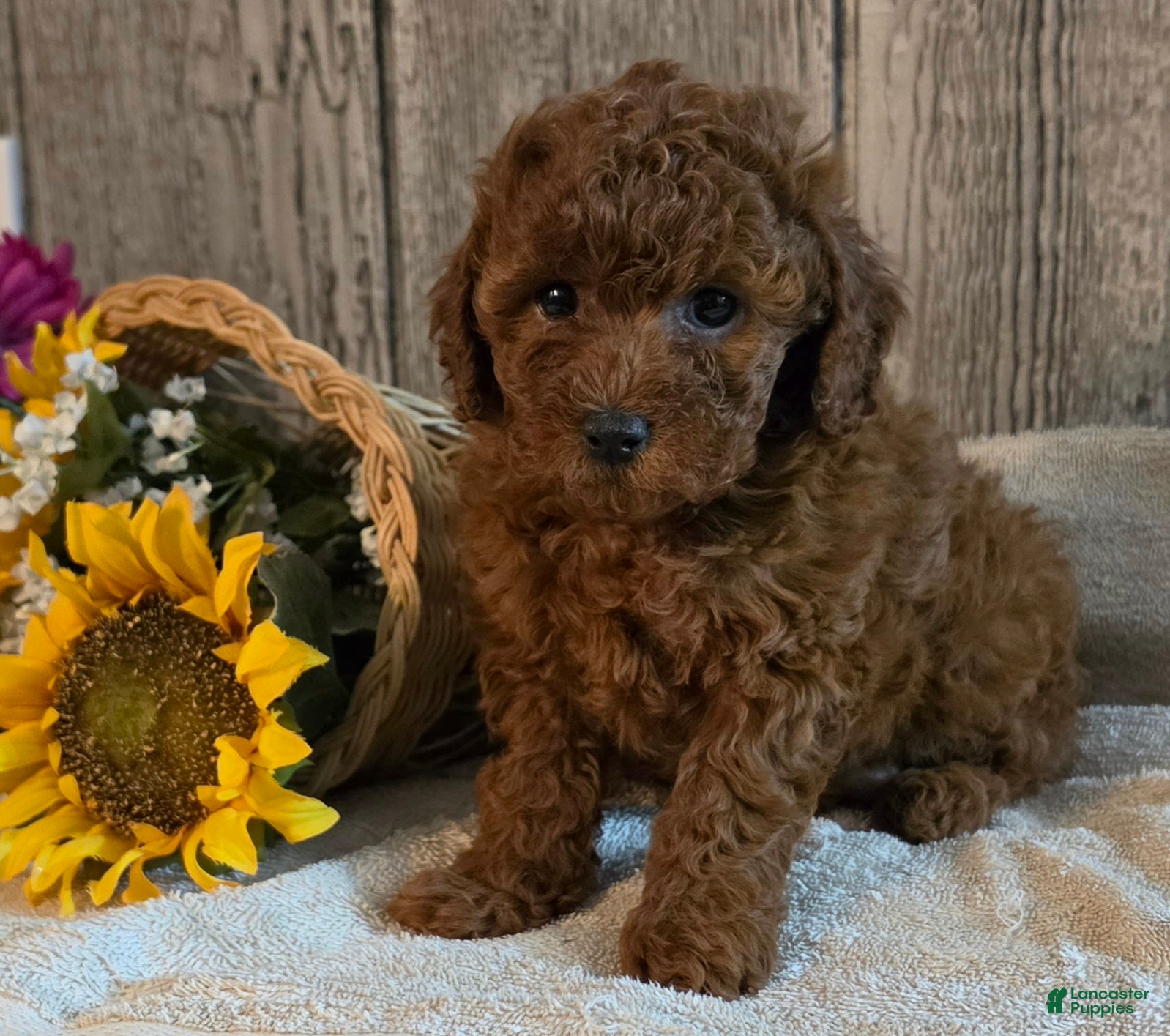 Toy Poodle dogs Robin - Ad 1