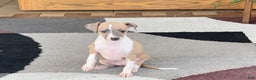 Italian Greyhound dogs for sale: Trina - Ad 11