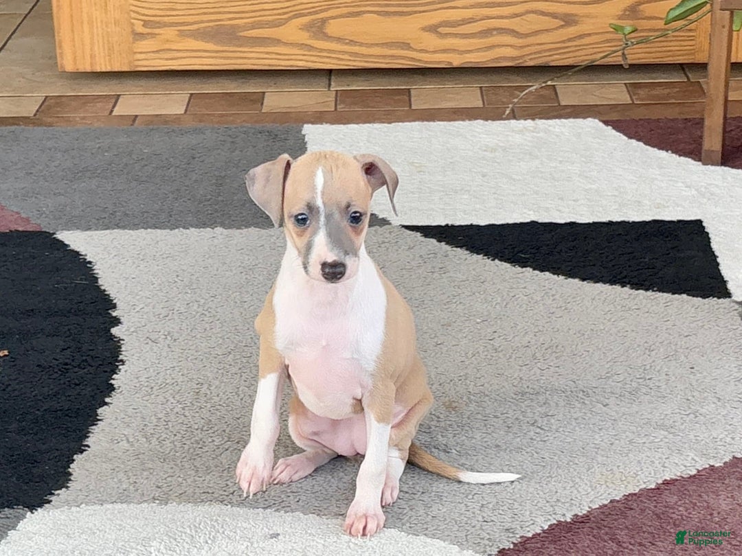Italian Greyhound dogs for sale: Trina - Ad 11