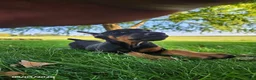 Doberman Pinscher dogs for sale: Kenzie - Ad 8