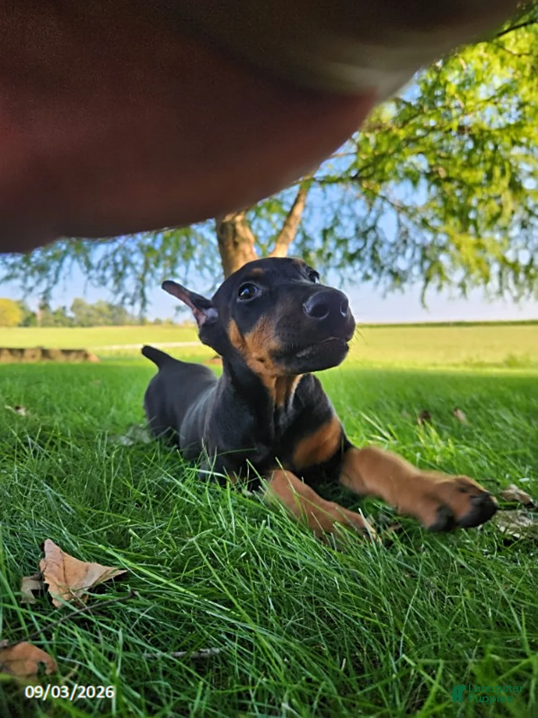 Doberman Pinscher dogs for sale: Kenzie - Ad 8