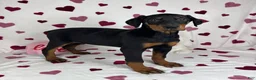 Doberman Pinscher dogs for sale: Daisey - Ad 4
