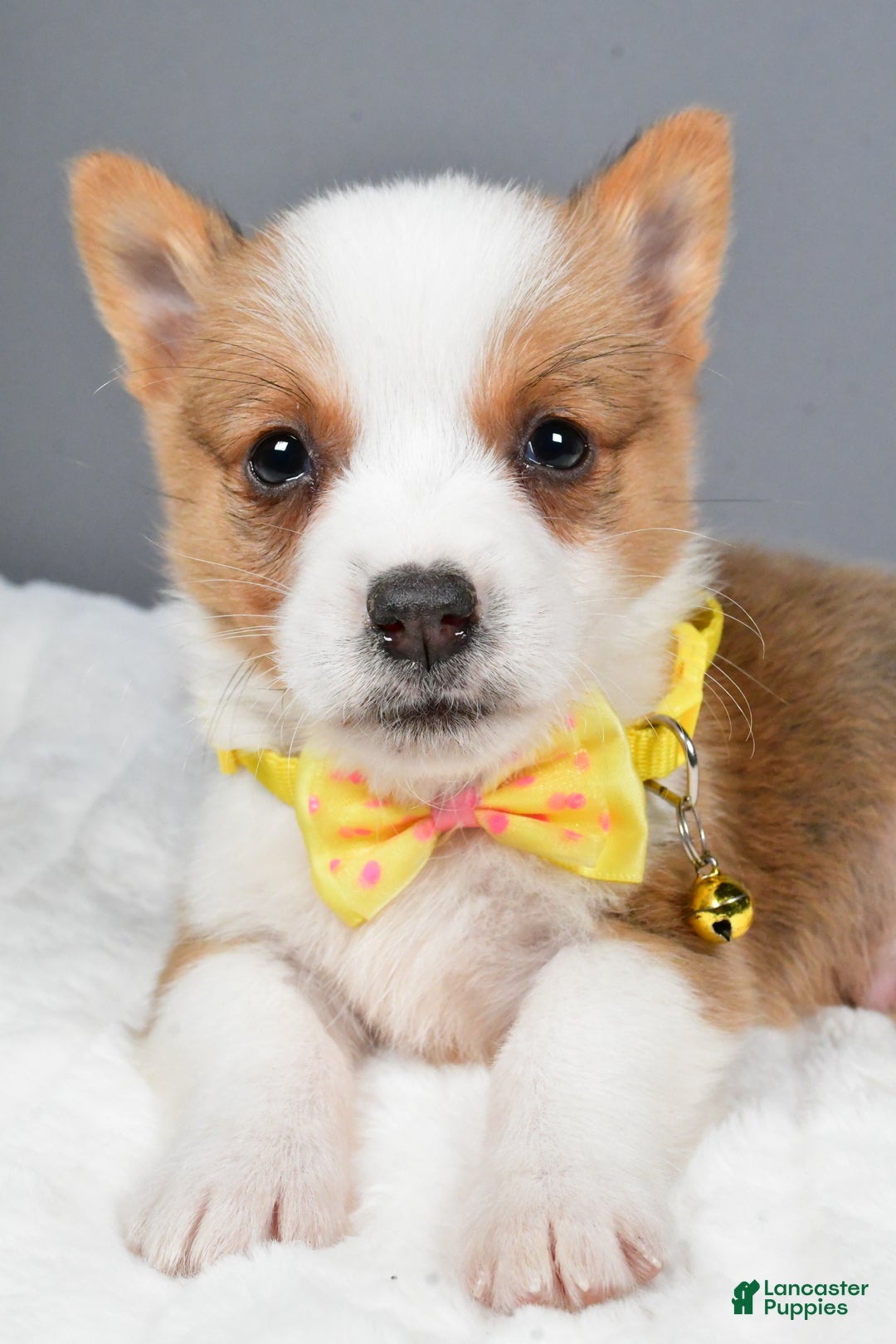 Welsh Corgi Pembroke dogs for sale: Benj - Ad 5