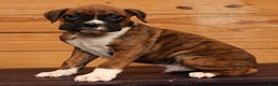 Boxer dogs for sale: Rainy - Ad 1