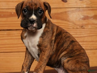 Boxer dogs Rainy - Ad 19