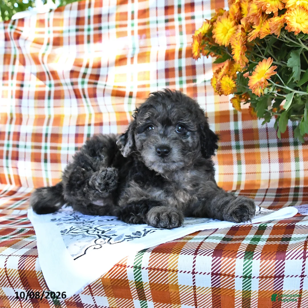 Mini Goldendoodle dogs for sale: Anna - Ad 3