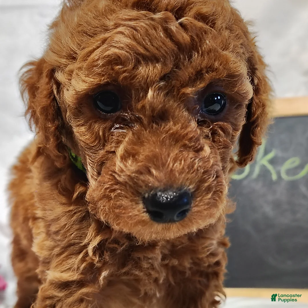 Mini Goldendoodle dogs for sale: Brooke - Ad 1