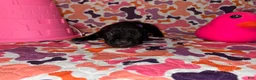 Cane Corso dogs for sale: Purple Collar Female - Ad 7