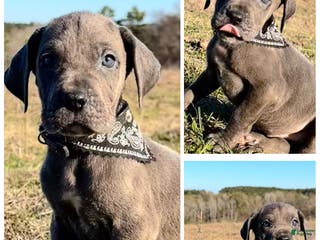 Great Dane dogs Euro Line Blue Beauty - Missy - Ad 1